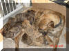 Roxy's litter - Light & Dark Brindle Great Dane Puppies